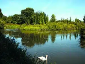 Ein ruhiger Fluss mit üppig grünen Bäumen und Sträuchern an den Ufern unter blauem Himmel in Wandern im Wetteraukreis, im Vordergrund schwimmt anmutig ein weißer Schwan.