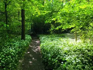 Ein Feldweg schlängelt sich durch einen üppig grünen Wald im Herzen des Wandern-Wetteraukreises, gesäumt von dichten Beeten blühender weißer Wildblumen und in helles Sonnenlicht getaucht, das durch das Laub der Bäume fällt.
