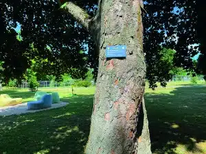 In einem sonnigen Park steht ein großer Baum mit einem strukturierten Stamm, der durch ein blaues Hinweisschild gekennzeichnet ist. Bunte, moderne Bänke säumen die Terrasse, während sich grünes Gras über diesen malerischen Ort erstreckt – ideal für alle, die die Wanderwege von Bad Vilbel erkunden möchten.