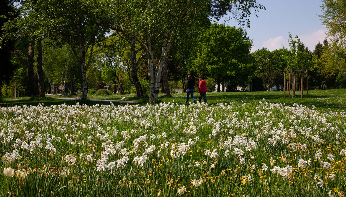 Wanderbarer Frühling in Bad Vilbel