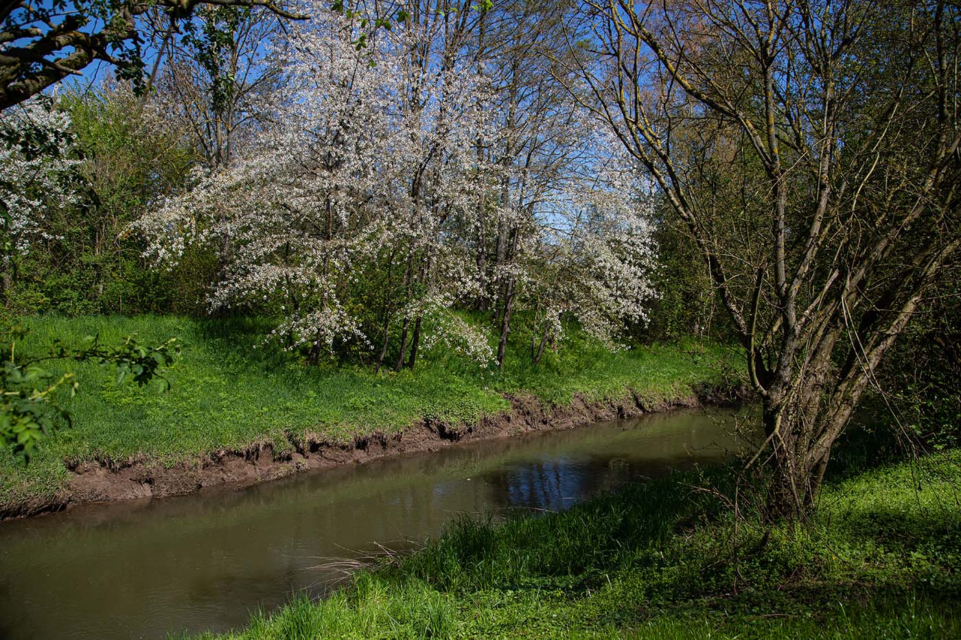 Ein ruhiger Fluss fließt durch grünes Gras und Bäume mit weißen Blüten unter einem strahlend blauen Himmel. Das Sonnenlicht taucht die Szenerie in ein helles Licht und schafft eine friedliche Frühlingsstimmung – ideal für Wanderungen in der Nähe von Frankfurt oder zum Erkunden des Wandergebiets im Wetterau-Kreis.