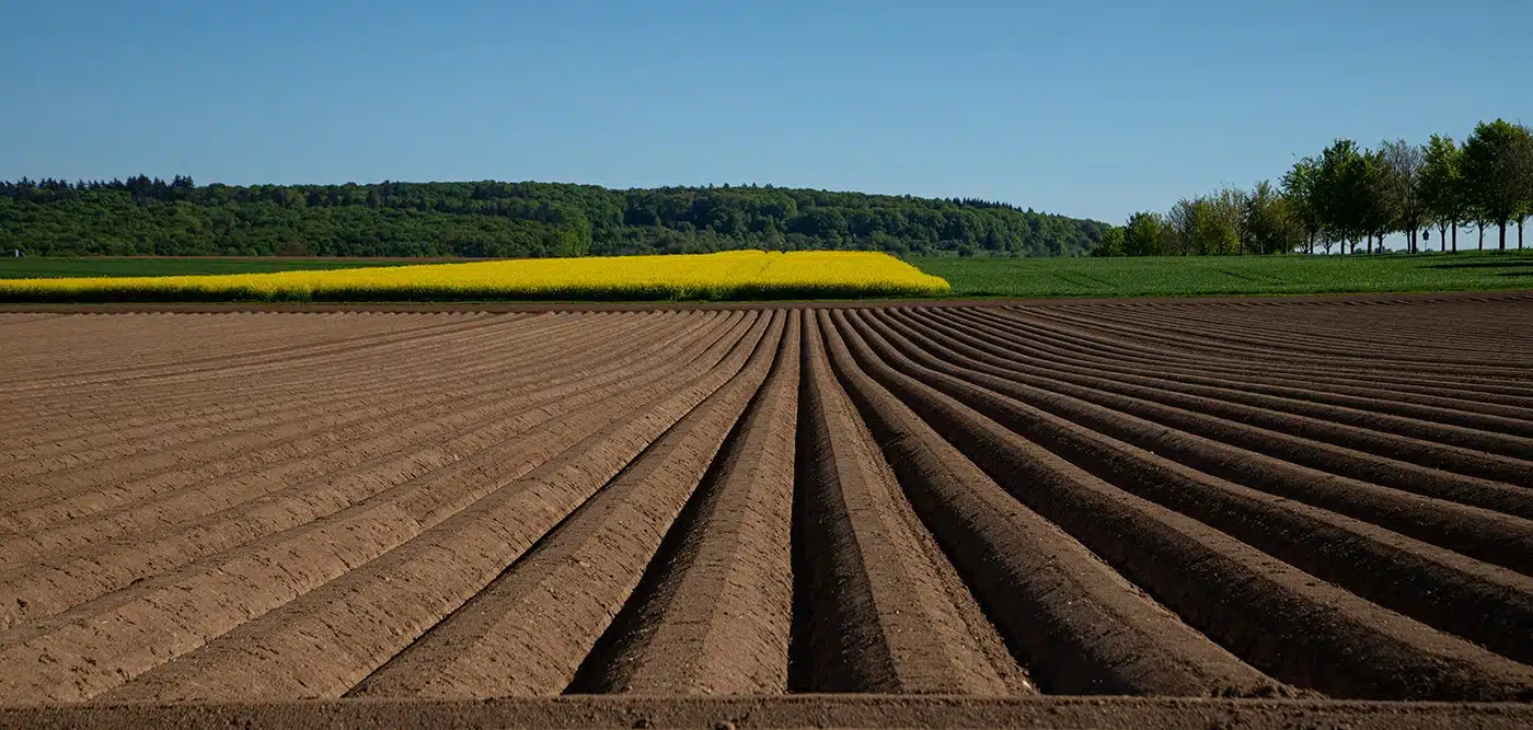 Weitwinkelaufnahme von frisch gepflügten, gleichmäßig angeordneten Erdreihen auf einem Feld in der Nähe der Wanderwege Bad Vilbel, mit grünem Gras, gelb blühenden Feldfrüchten und einer Baumreihe vor dem Hintergrund eines strahlend blauen Himmels.